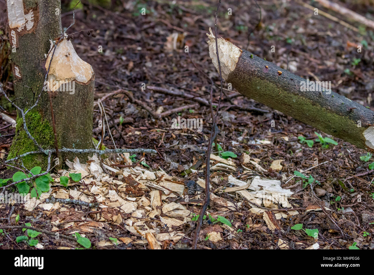 Arbre abattu par castor eurasien de copeaux de bois sur le sol entre le comité permanent et le tronc tronc cassé Banque D'Images