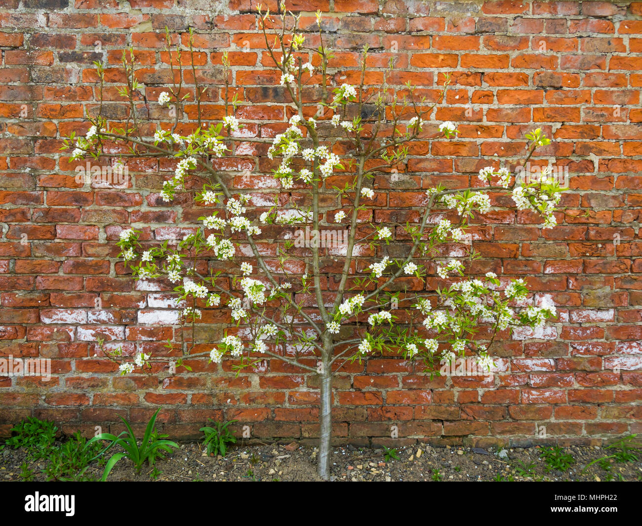 Un pommier l'espalier en fleurs sur un mur de brique au patrimoine dans un jardin clos à Preston Park Museum Banque D'Images