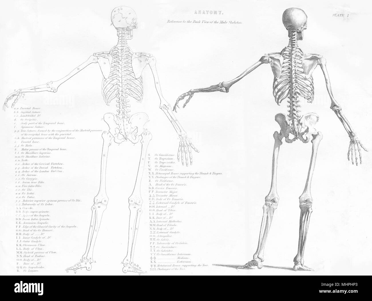 La biologie. Référence à l'anatomie vue arrière de l'homme squelette 1880 imprimer Banque D'Images