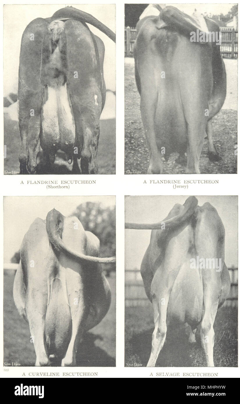 Les vaches écussons. Guénon ; Système Flandrine ; Curveline ; Tinée 1912 old print Banque D'Images
