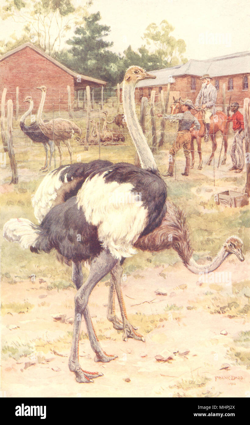 L'agriculture. Une ferme d'autruches d'Afrique du Sud 1912 ancienne vintage print photo Banque D'Images