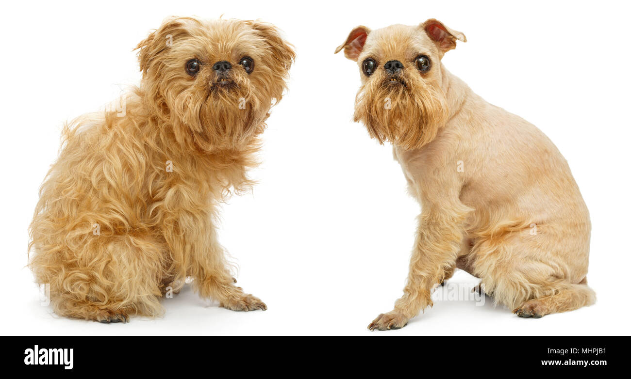 Race de chien Griffon de Bruxelles avant et après coupe isolated on white Banque D'Images