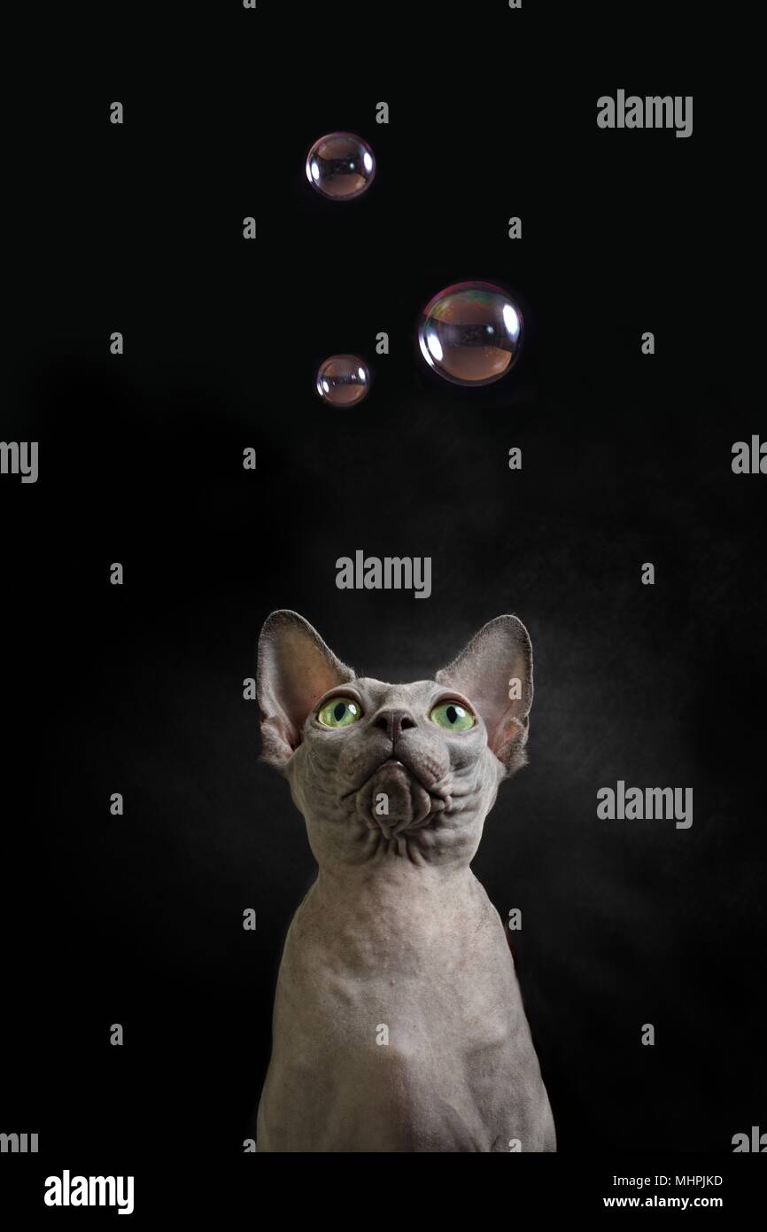 Chat Sphynx jusqu'à regarder quelques bulles de savon Banque D'Images