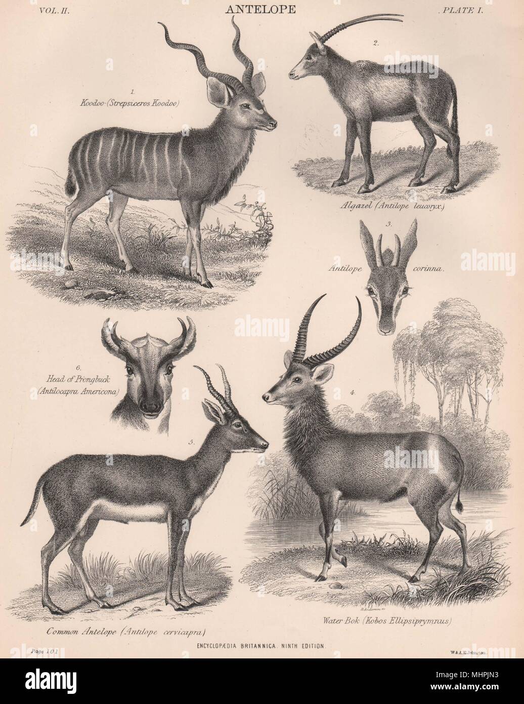 Antilopes. Koodoo Algazel Bok Eau Prongbuck 1898 ancienne imprimer photo Banque D'Images