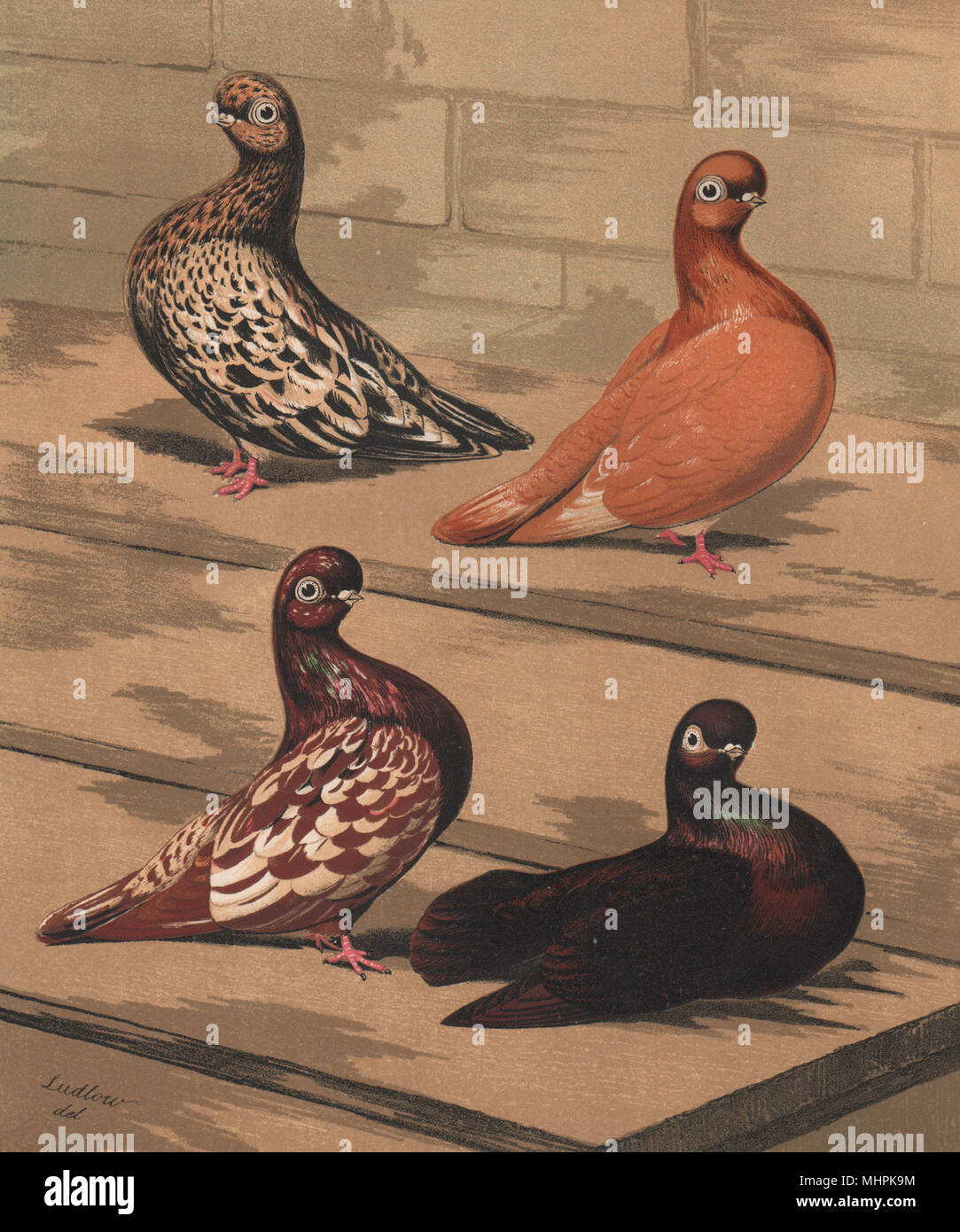 Les pigeons. Tumbler amande. Agate rouge jaune/Splash Mottle ; Kite 1880 old print Banque D'Images