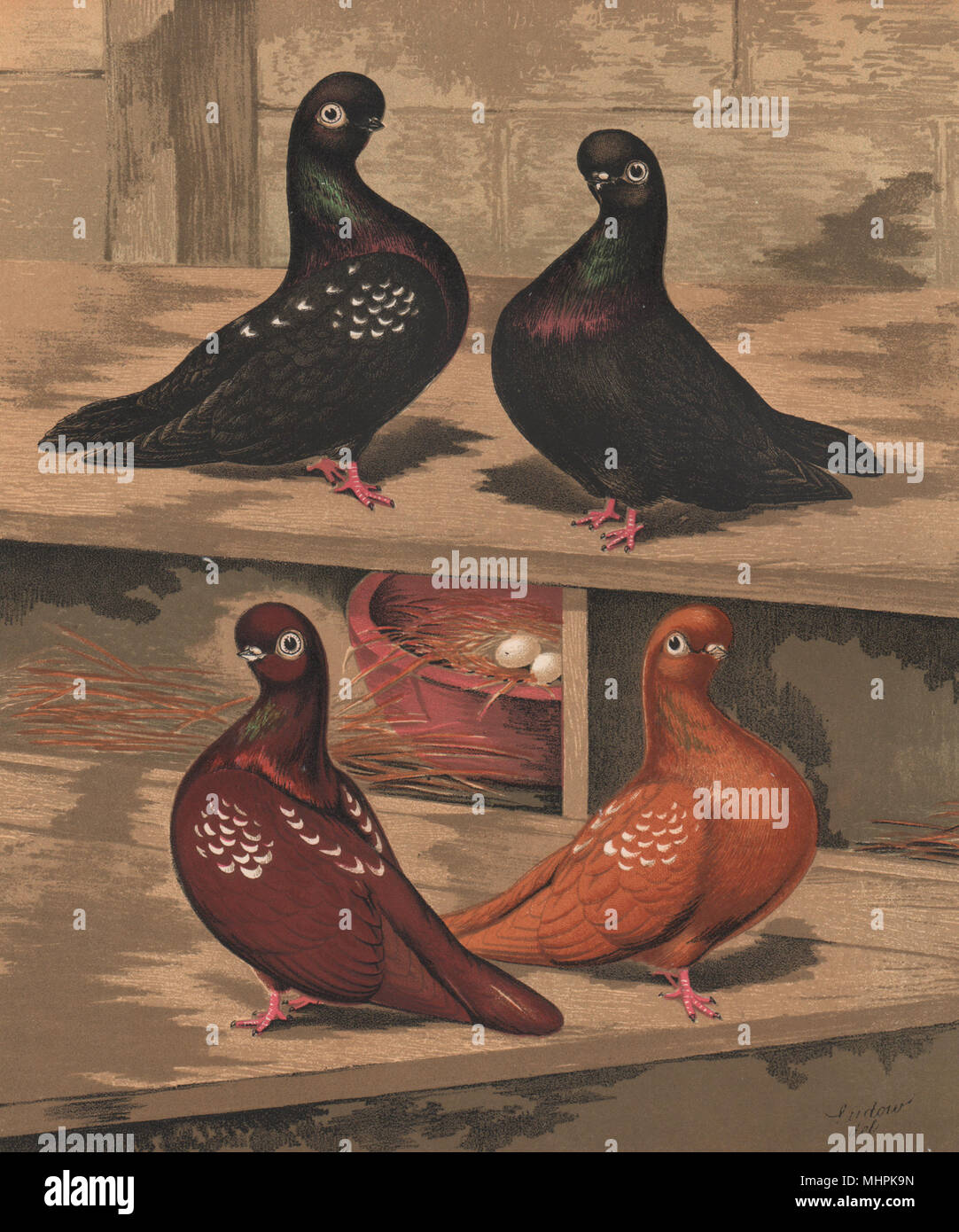 Les pigeons. Sans Poignée à tête courte ; Noir, tacheté de rouge et jaune 1880 old print Banque D'Images