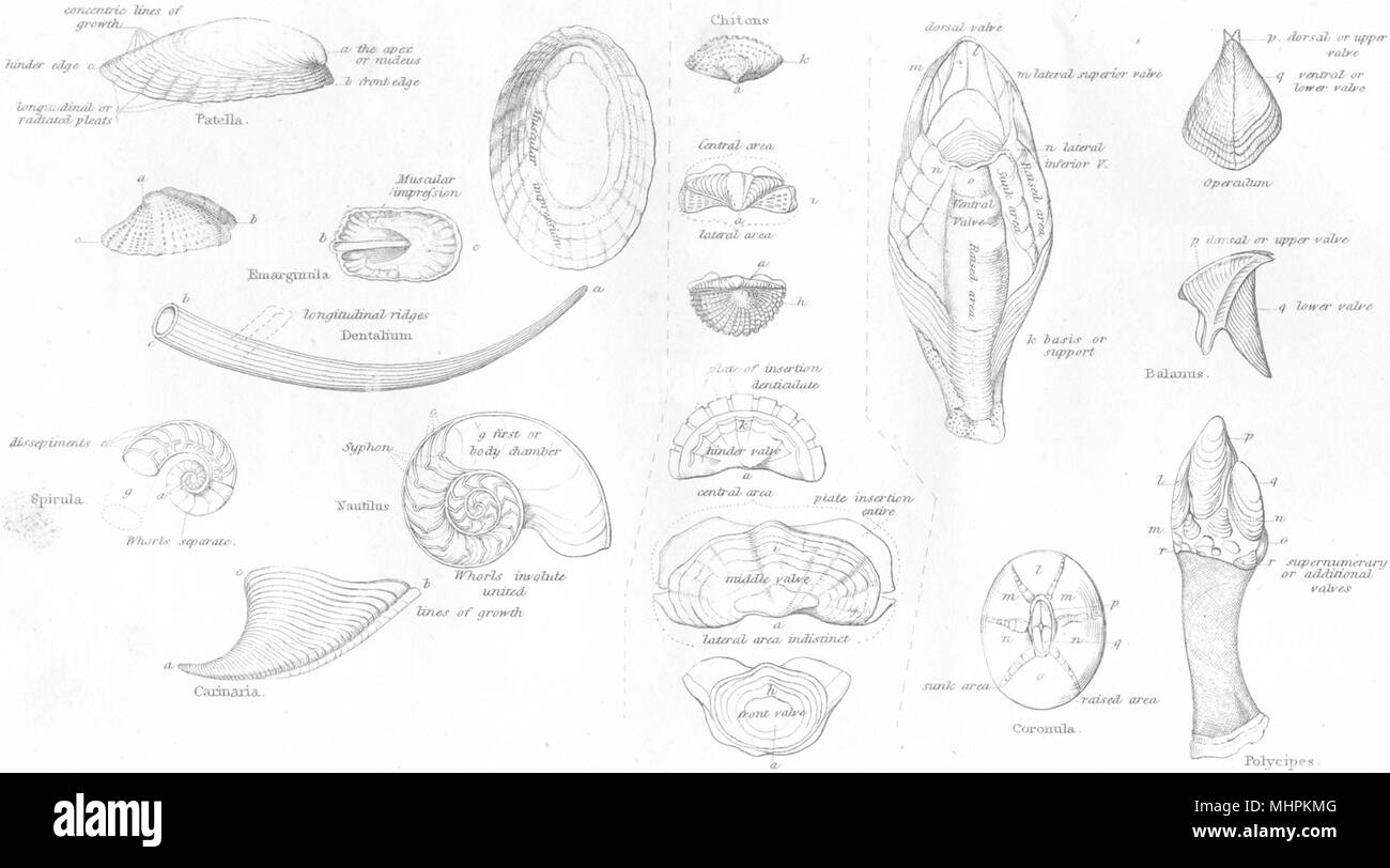 Conchyliologie. Univalves symétriques, Cirrhipeds Crustaceae Mollusca, série 1880 Banque D'Images