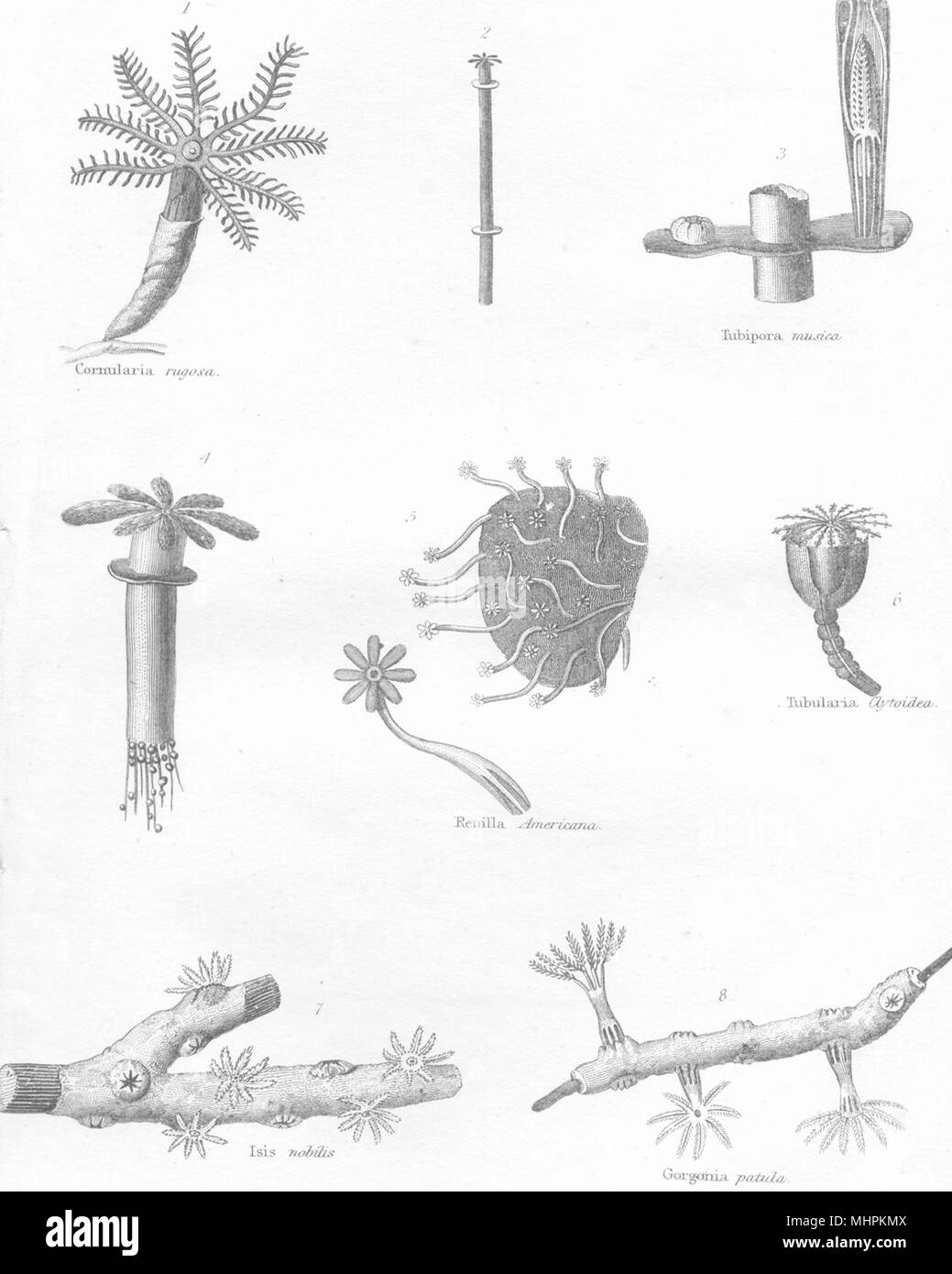 .Coraux rugosa Cornularia;Tubipora musica;Renilla Americana;Tubularia;Isis 1880 Banque D'Images