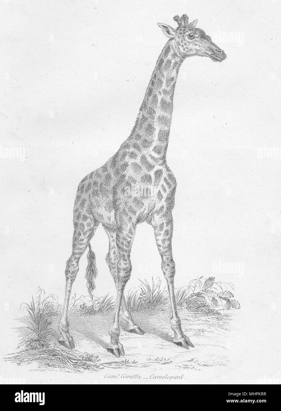 Les mammifères. Girafe ; Cams. Girafe- Jetsam 1880 ancienne imprimer photo Banque D'Images