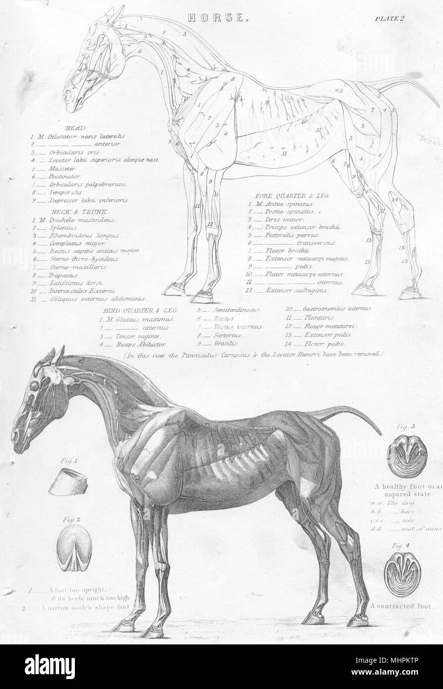 Les chevaux. Cheval ; première couche de muscles du Cheval 1880 vieux ancien Banque D'Images