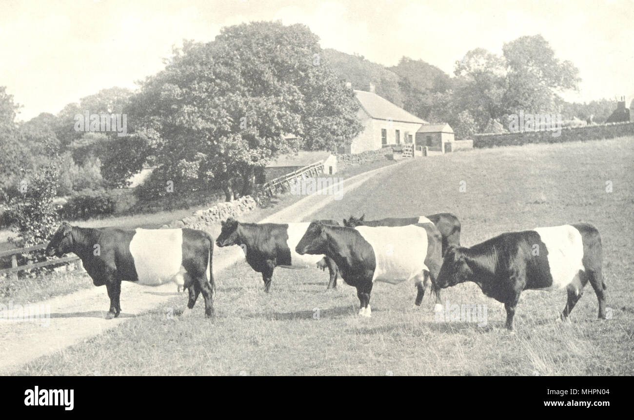 Le Northumberland. Le bétail ; Francis Bowes Lyon, Ridley Hall 1912 old print Banque D'Images