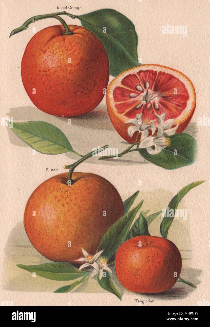 Les agrumes. Orange sanguine ; soutenir ; Tangierine. WRIGHT Chromolithographie 1892 imprimer Banque D'Images