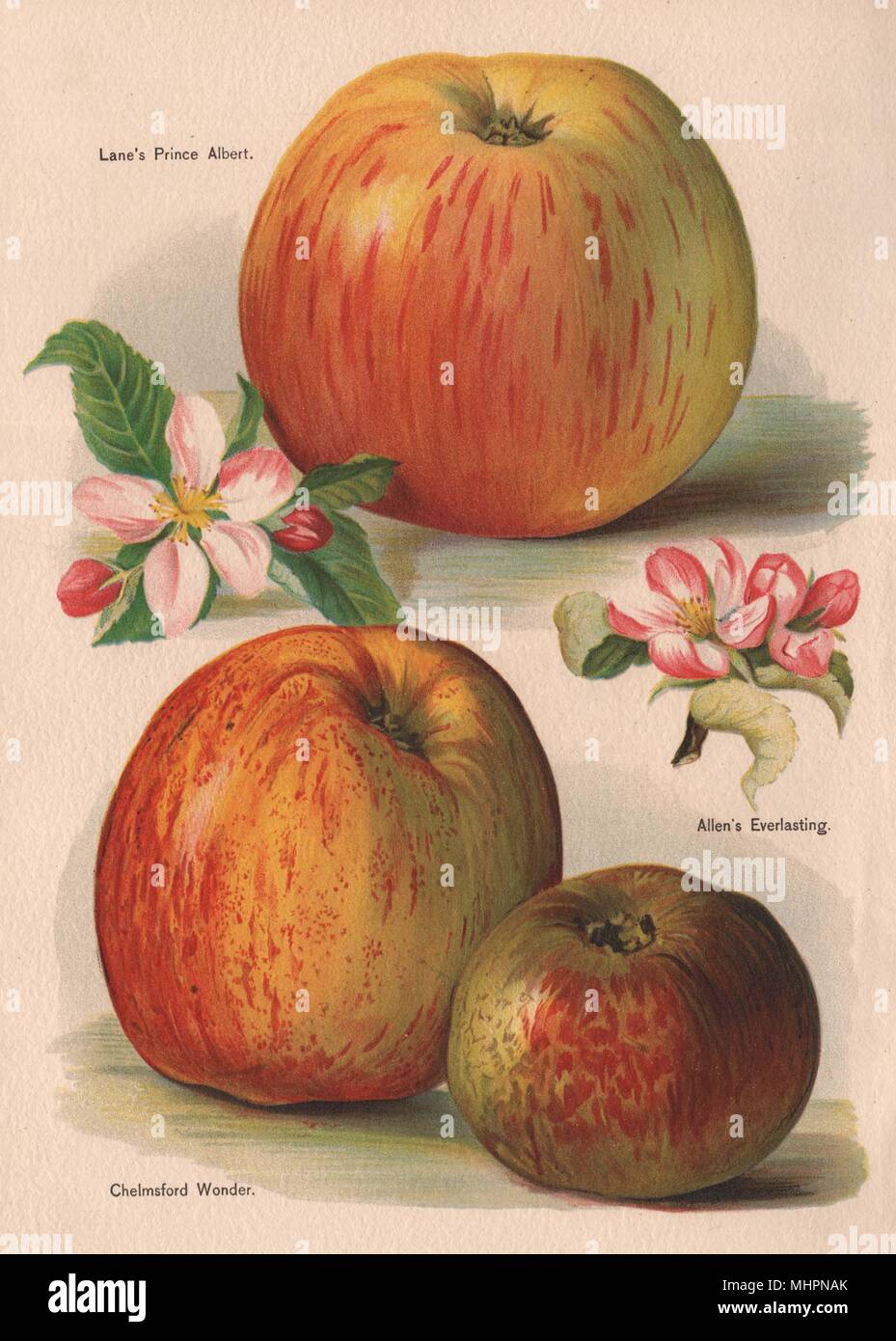 Les pommes. Lane à Prince Albert ; Allen's Everlasting ; Chelmsford étonnant.WRIGHT 1892 Banque D'Images