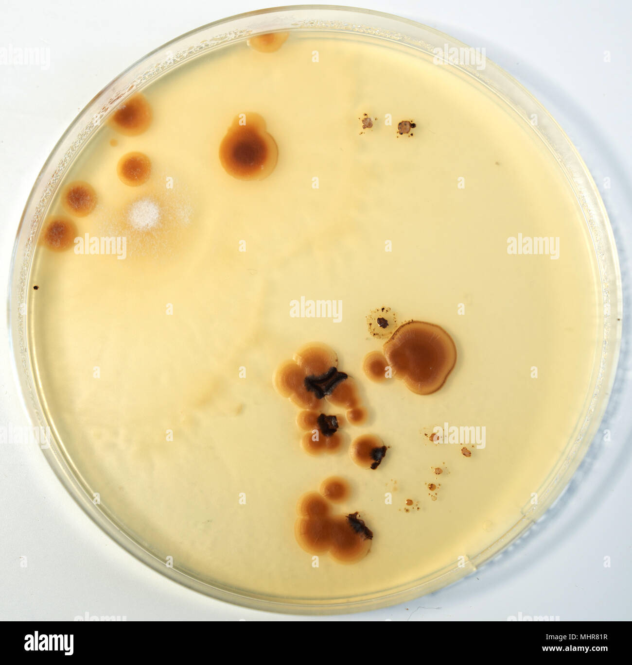 Boîte de Pétri avec des colonies de bactéries Banque D'Images