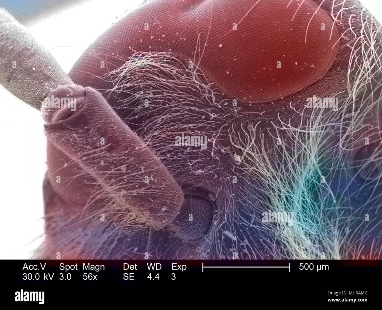 Détails morphologiques d'un hyménoptère insectes non identifiés et de l'antenne tête, représentés dans le 56x amplifiés en microscopie électronique à balayage (MEB) de droit, 2005. Image courtoisie Centres for Disease Control (CDC) / Janice Haney Carr. Remarque : l'image a été colorisée numériquement à l'aide d'un processus moderne. Les couleurs peuvent ne pas être scientifiquement exact. () Banque D'Images