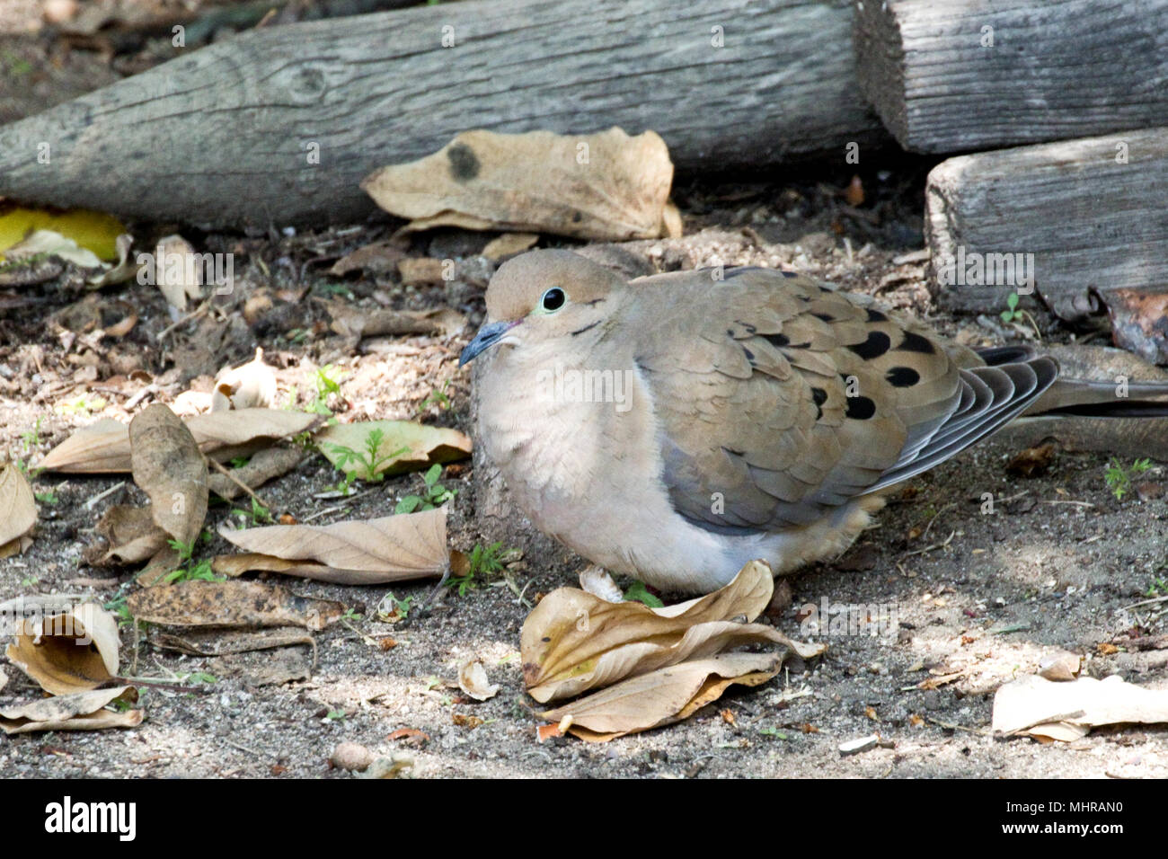 La tourterelle triste, Mourning Dove américain, la pluie - Dove Zenaida macroura Banque D'Images