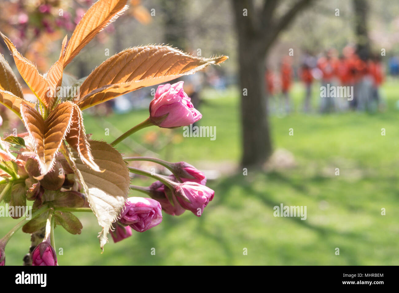 Arbre en fleurs dans Central Park avec l'équipe de balle-molle en arrière-plan, NYC, USA Banque D'Images