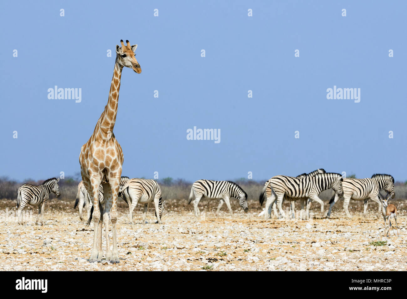 Girafe et zèbre dans la savane sèche de la Namibie à l'approche d'un point d'eau à boire Banque D'Images