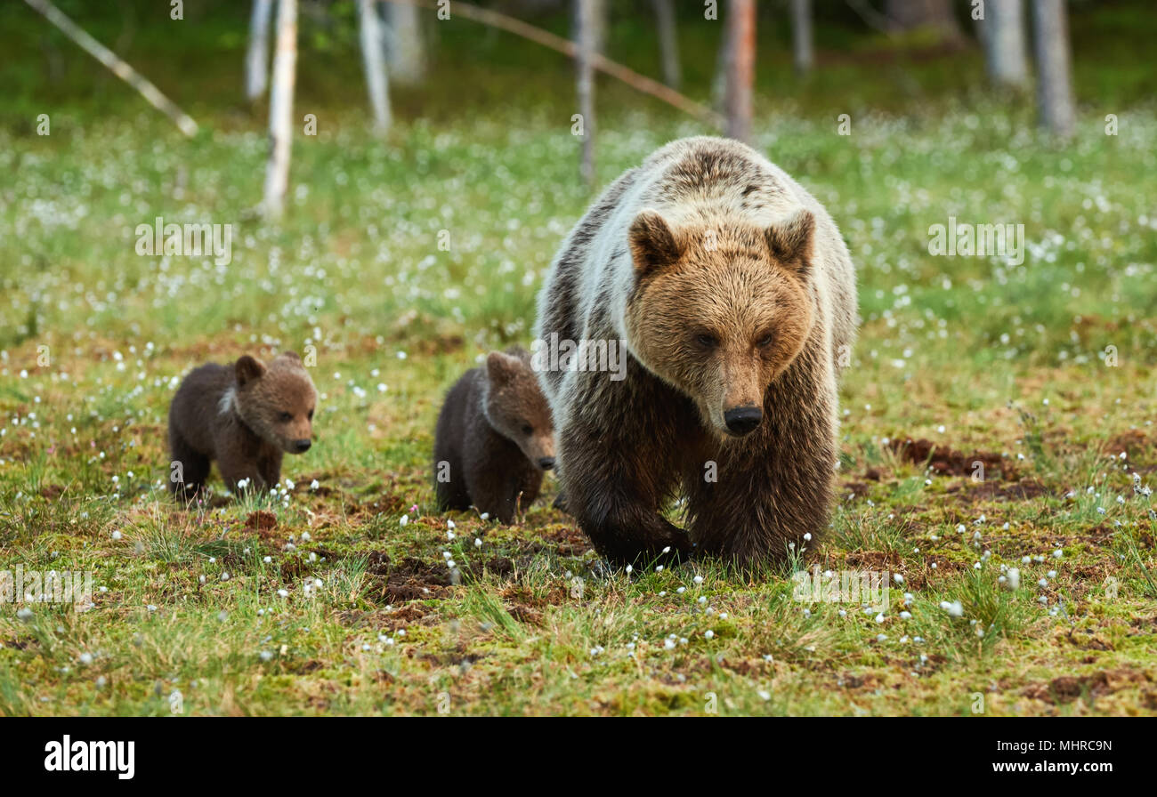 Mère marcher dans la taïga finlandaise avec ses petits oursons Banque D'Images