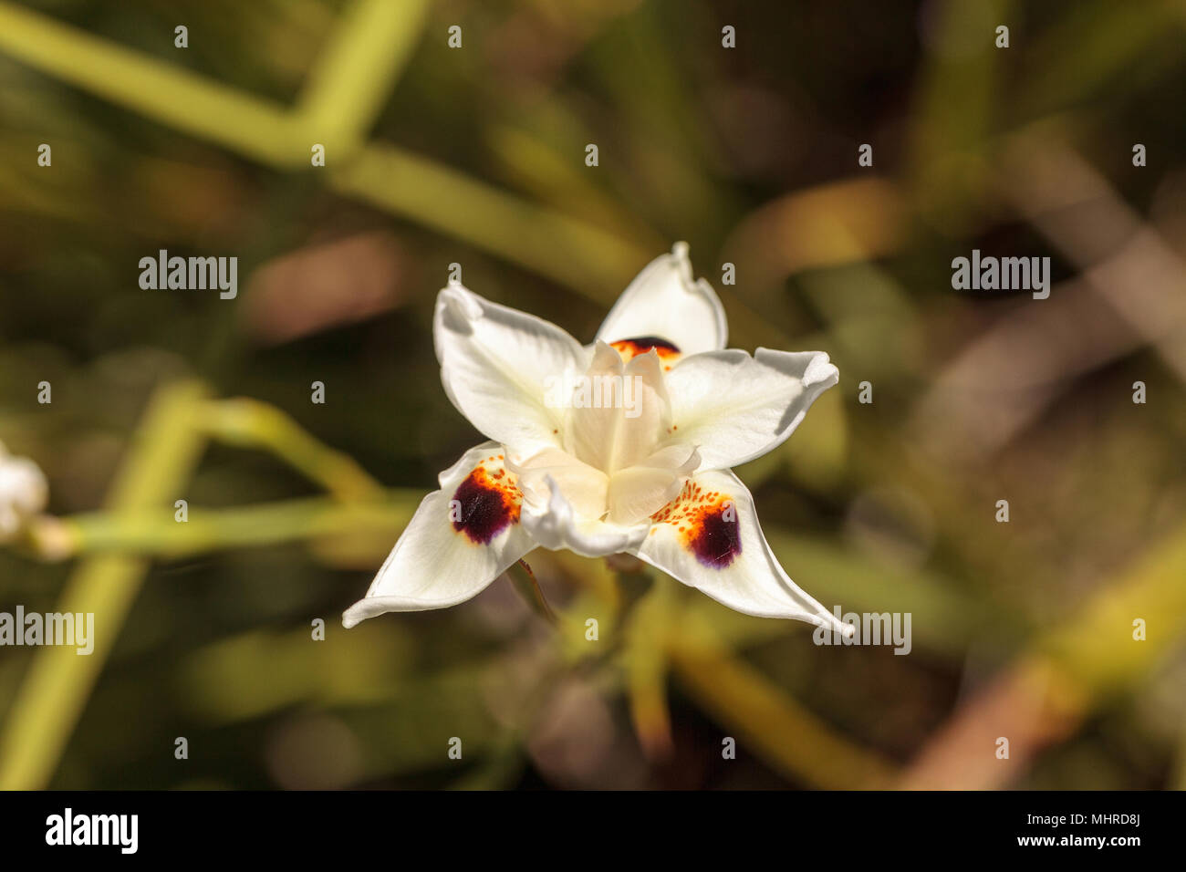 Aussi appelé White Lily quinzaine fleur iris Dietes bicolor fleurit dans un jardin d'eau de Naples, en Floride Banque D'Images