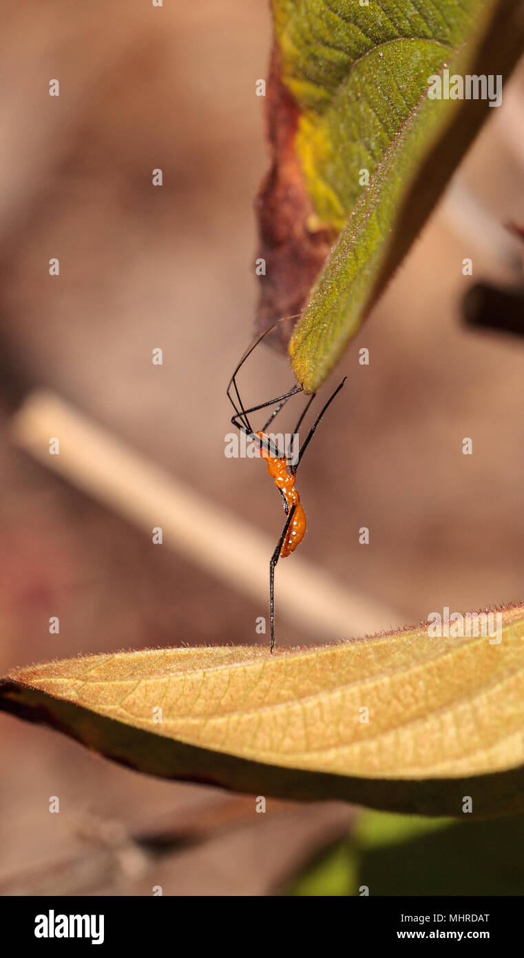 L'asclépiade adultes Orange assassin bug, Zelus longipes Linnaeus sur une feuille dans un potager dans la région de Naples, en Floride Banque D'Images