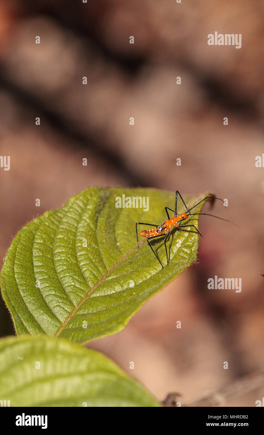 L'asclépiade adultes Orange assassin bug, Zelus longipes Linnaeus sur une feuille dans un potager dans la région de Naples, en Floride Banque D'Images