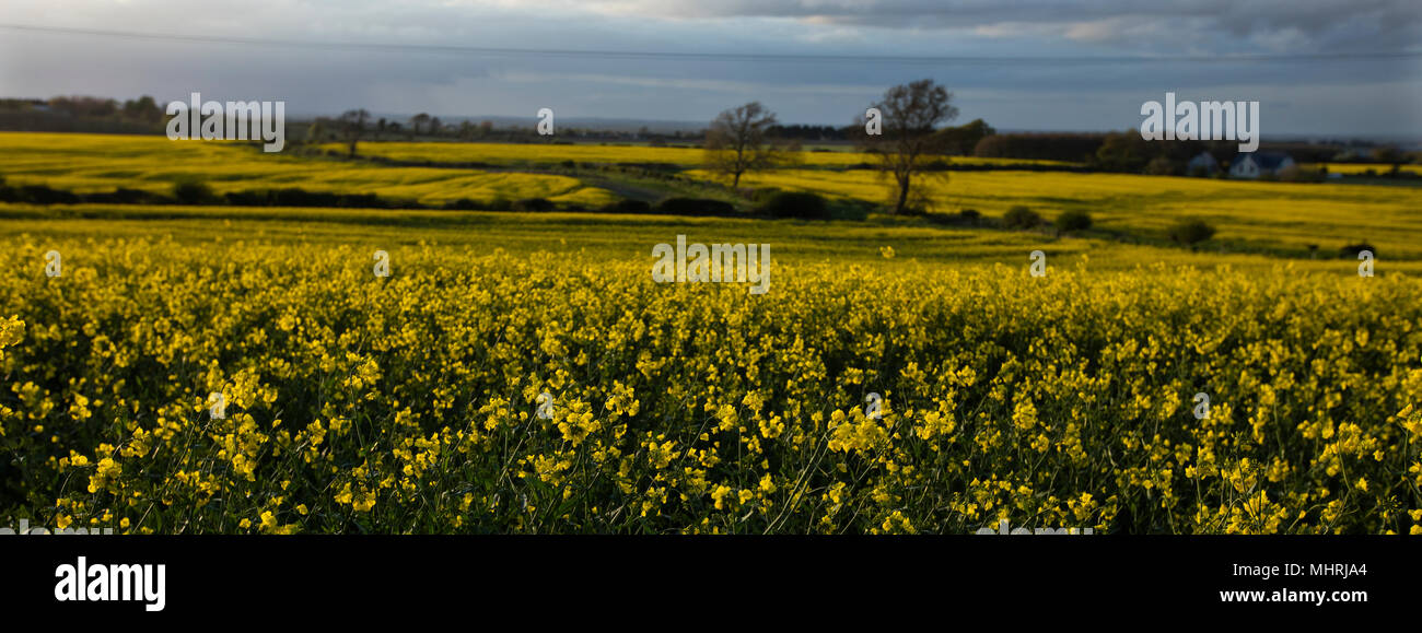 Rathcool Paysage, l'Irlande. 2/5/2018. Enfin colza en fleur. Une récolte de colza dans Rathcool le comté de Dublin, est iluminated par les rayons du soleil, il est enfin tentée en pleine floraison comme l'un des plus misérables du printemps, commence à fournir un peu d'espoir que l'été est sur le chemin. Photo : Eamonn Farrell/RollingNews RollingNews.ie : Crédit.ie/Alamy Live News Banque D'Images