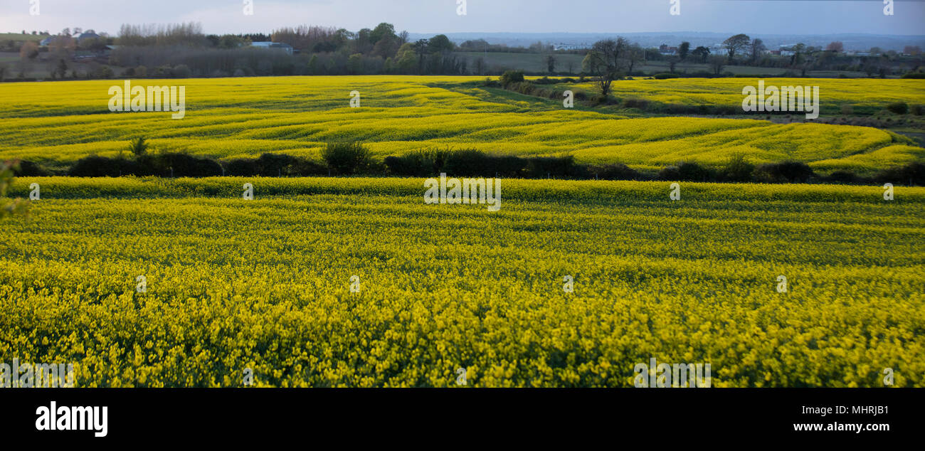 Rathcool Paysage, l'Irlande. 2/5/2018. Enfin colza en fleur. Une récolte de colza dans Rathcool le comté de Dublin, est iluminated par les rayons du soleil, il est enfin tentée en pleine floraison comme l'un des plus misérables du printemps, commence à fournir un peu d'espoir que l'été est sur le chemin. Photo : Eamonn Farrell/RollingNews RollingNews.ie : Crédit.ie/Alamy Live News Banque D'Images