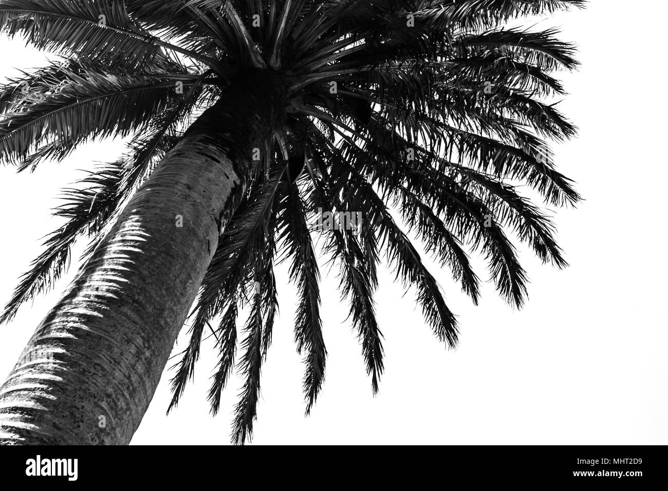 Black palm tree against white background Banque D'Images