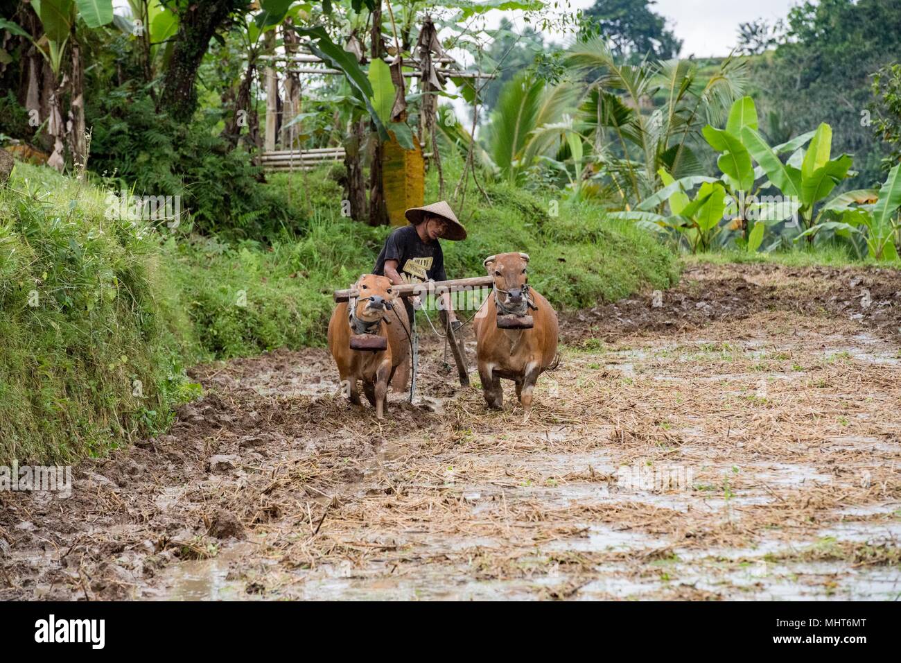 BALI, INDONÉSIE - 17 août 2016 - les gens en grandissant et de l'agriculture champ de riz à Bali en Indonésie. Le riz est la nourriture principale pour l'Indonesian peple Banque D'Images