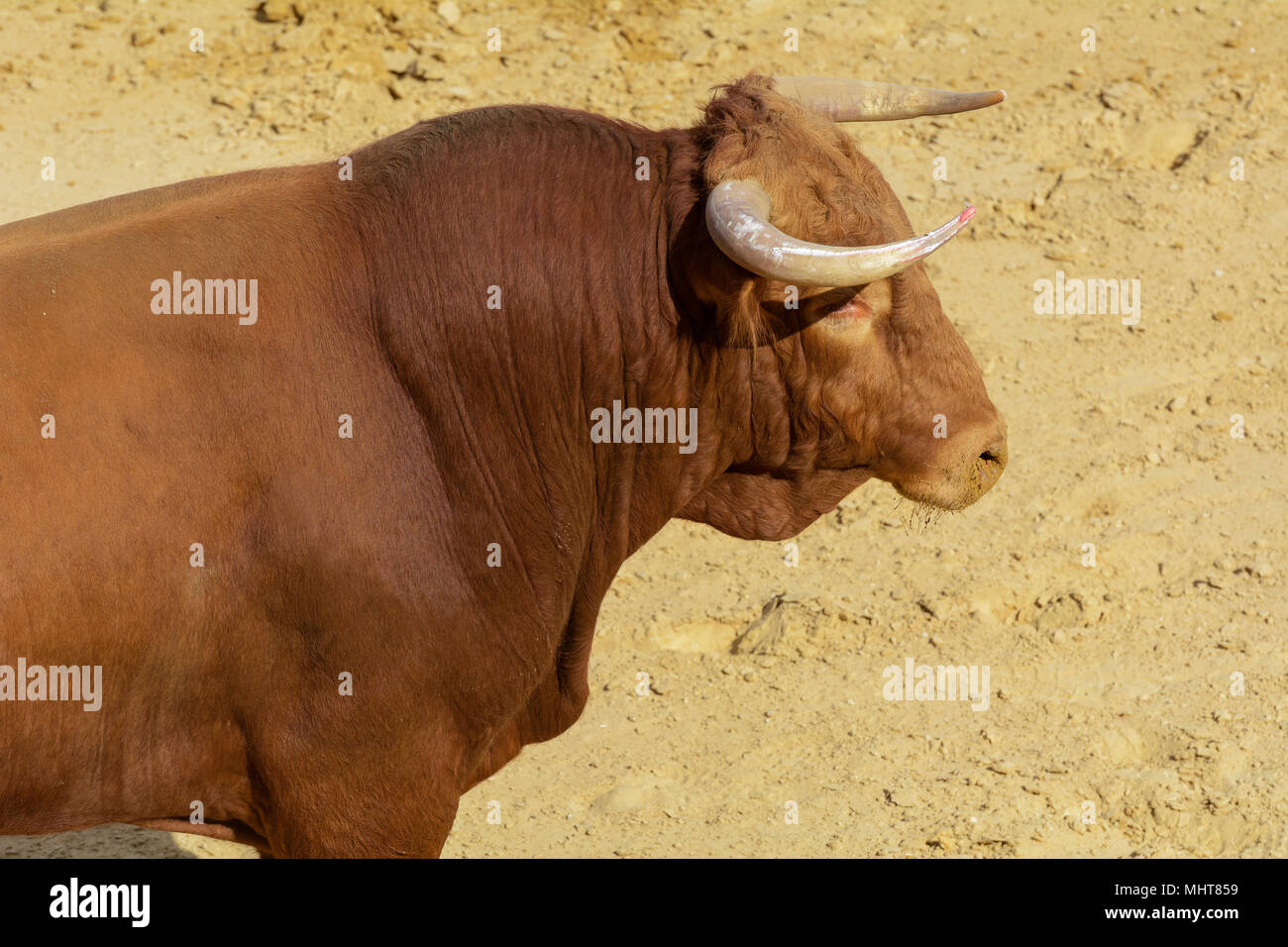 Combats de taureau dans l'arène d'une arène. Espagne Banque D'Images