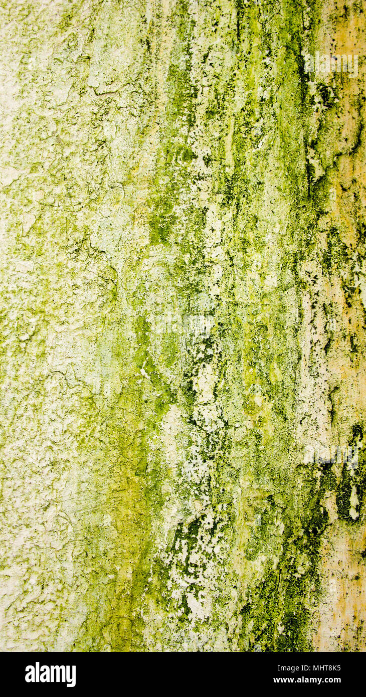 La texture du mur moussu Banque D'Images