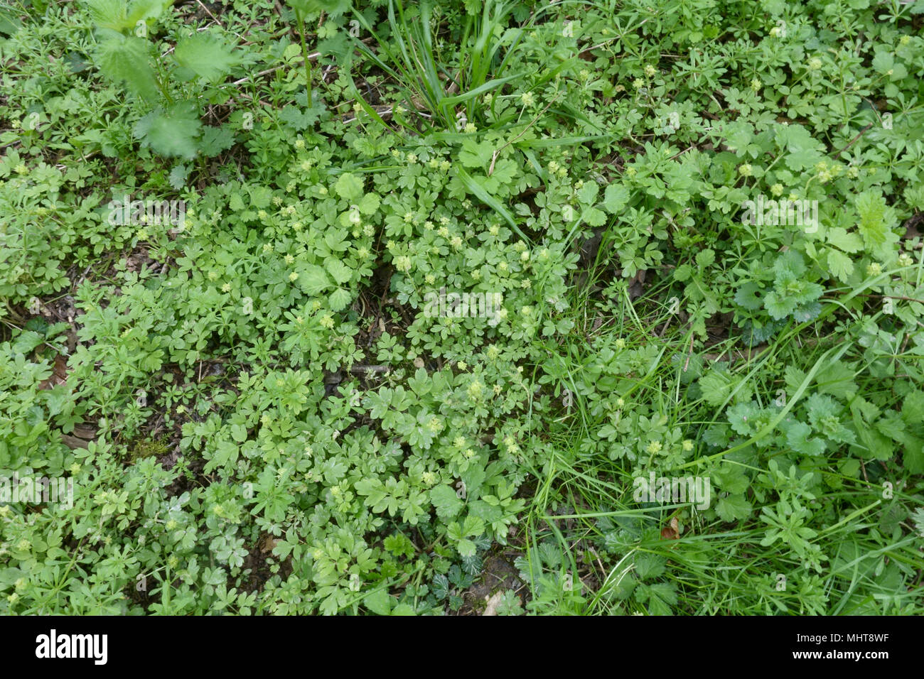 Moschatel Adoxa moschatellina, plantes à fleurs, sur le plancher de bois au printemps, Berks, Avril Banque D'Images