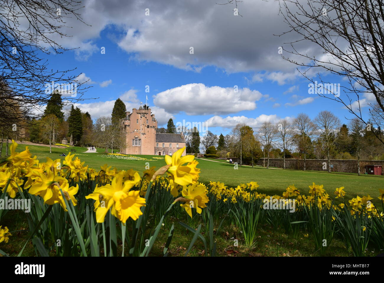 La floraison des jonquilles à Crathes Castle, près de Banchory, Aberdeenshire. Banque D'Images