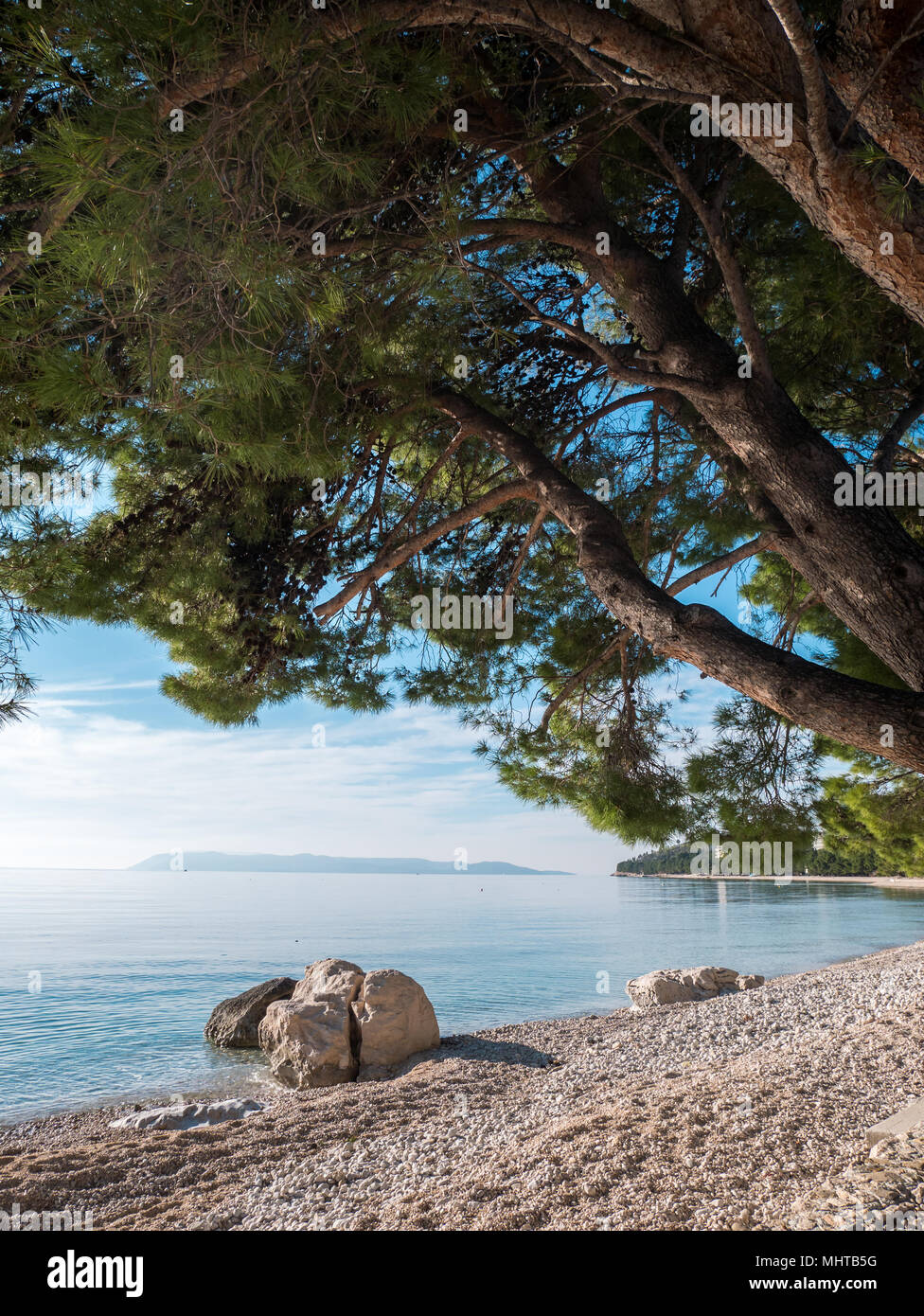 L'ombre sous les arbres de pins à proximité de la plage calme mer bleue en Tucepi, Croatie Banque D'Images