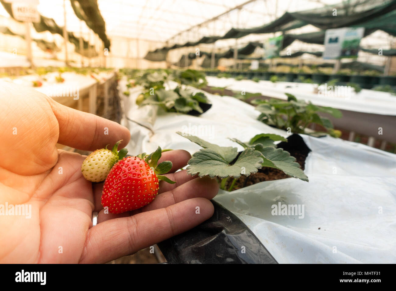 Ferme de fraises hydroponiques. Méthode de culture hydroponique fraise, de  plantes dans l'eau, sans sol. Les laitues hydroponiques hydroponique en  tuyau Photo Stock - Alamy