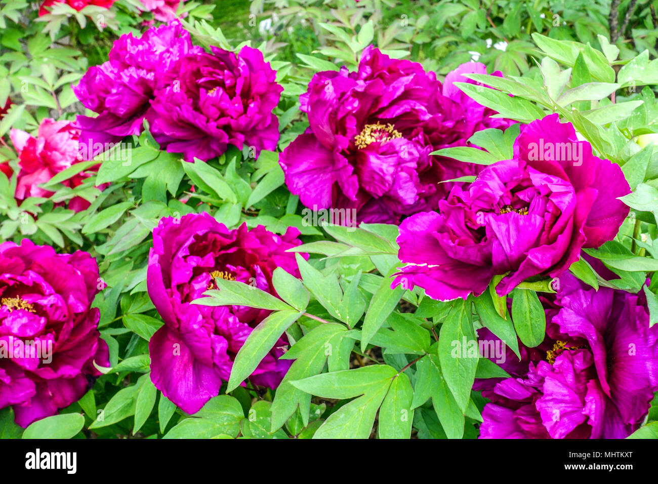 Les Pivoines Paeonia suffruticosa ' Kamata Nishiki ', Tree Peony Banque D'Images