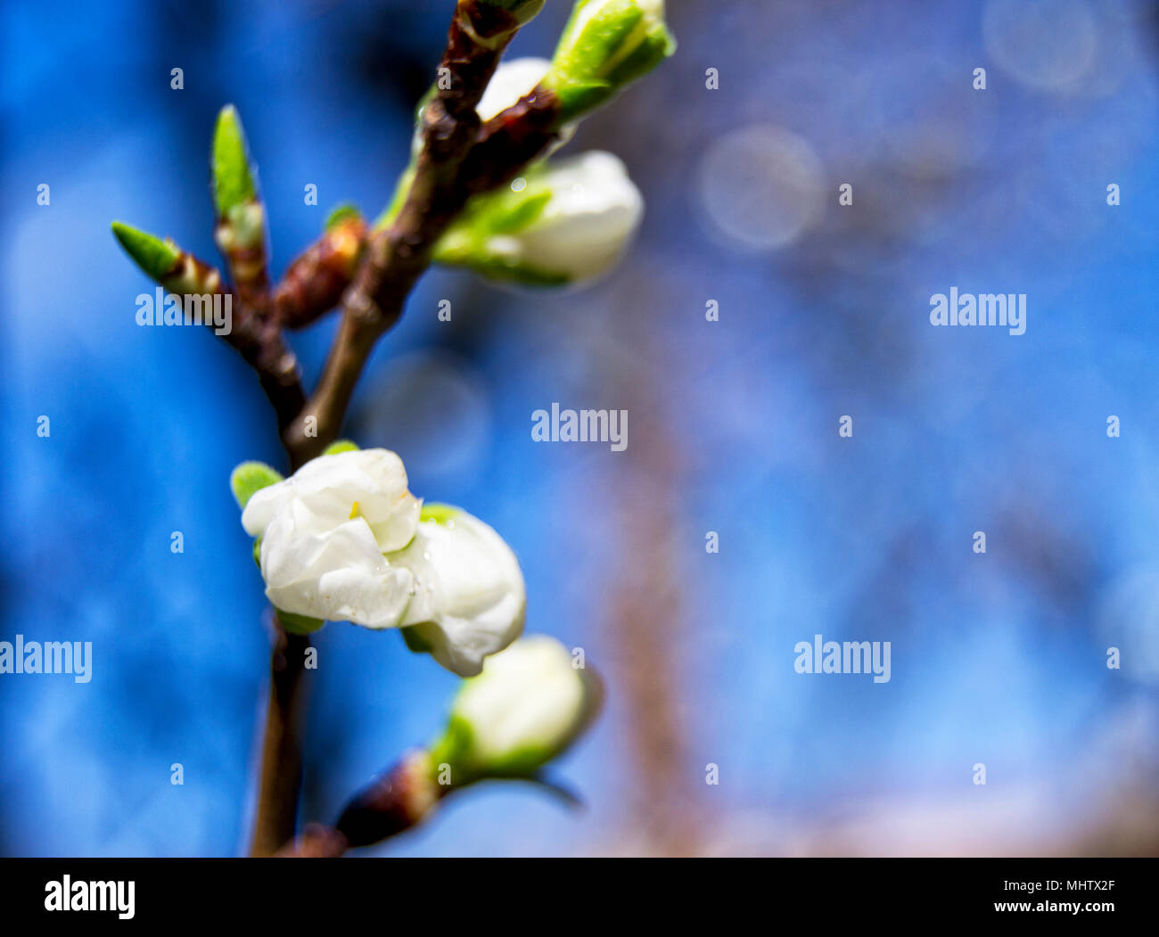 Soft focus de greengages prunes fleurs blanches s'épanouit avec l'arrière-plan flou - Prunus domestica italica, Rosaceae, Rosales Banque D'Images