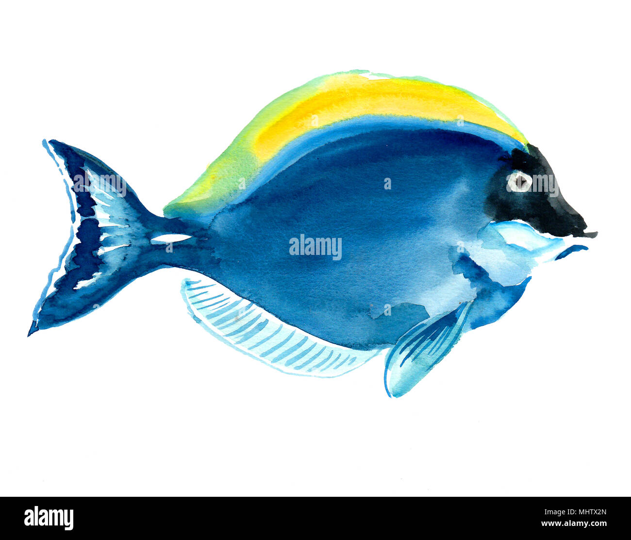 Poissons tropicaux bleu. Illustration à l'aquarelle Banque D'Images