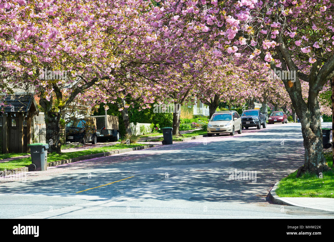Rue bordée d'ornement rose avec fleurs de cerisier à New Westminster, BC, Canada. Prunus serrulata Kanzan cerisiers.(Metro Vancouver} Banque D'Images