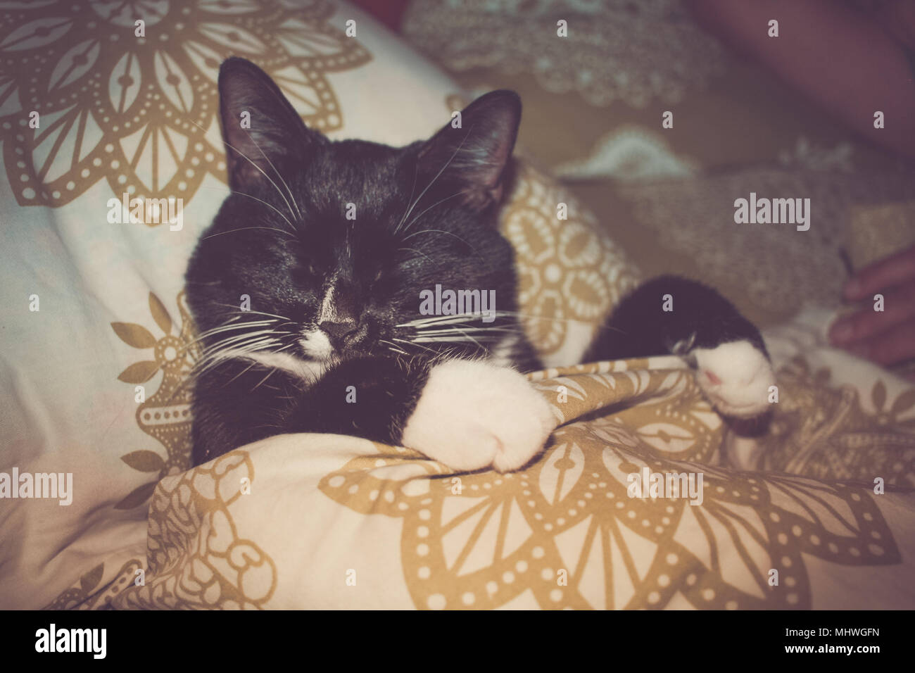 Accueil Animal Chat Noir Et Blanc Est En Train De Dormir Dans Le Lit A Cote De Personne Photo Stock Alamy