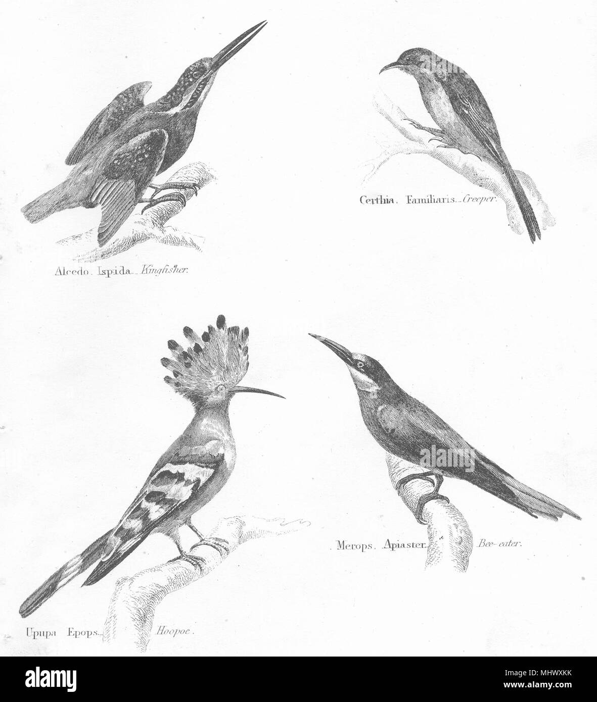 Oiseaux.Tenuirostres,Kingfisher Alcedo;;Certhia rampante,huppe;1880;Merops,Beeeater Banque D'Images