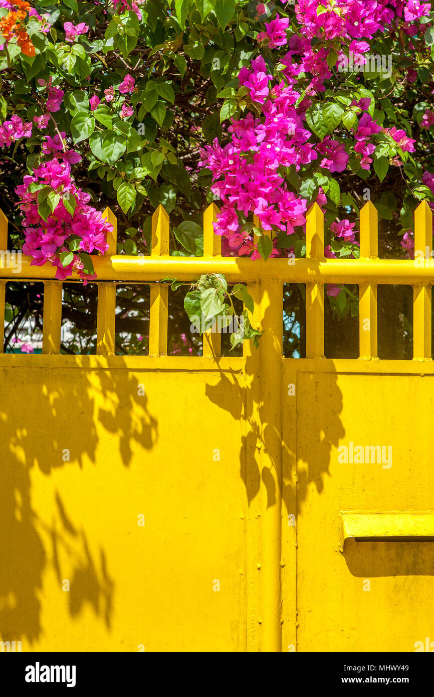 Chaud rose voyante bougainvillea Bougainvillea spectabilis,, fait un accent jardin coloré qui pèsent sur une clôture jaune à Puerto Princesa, Palawan, Phil Banque D'Images