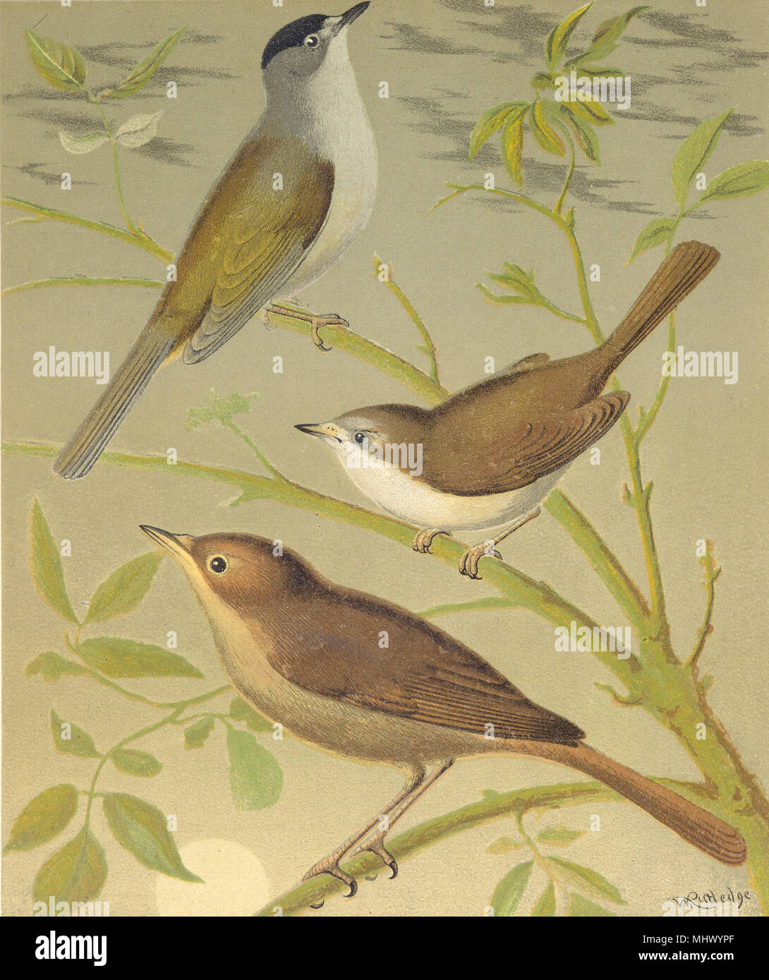 Les oiseaux de volière. Chromolitho. Cap- noir ; Blanc- la gorge ; Nightingale.Blakston 1880 Banque D'Images