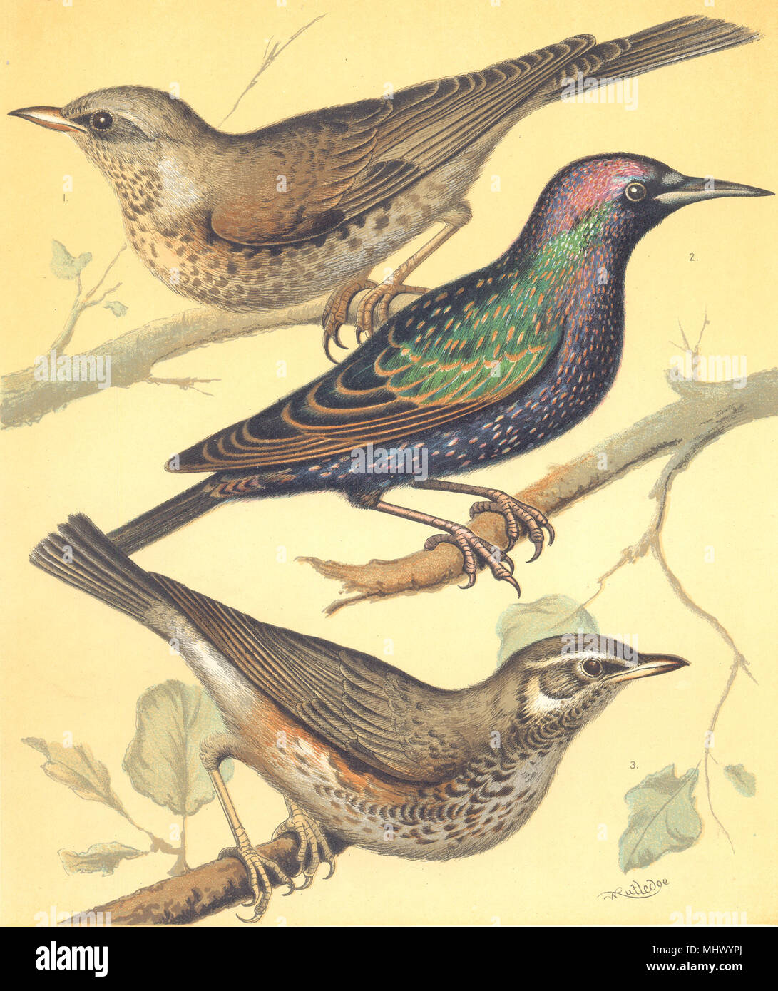 Les oiseaux de volière. Chromolitho. Starling, Fieldfare ; Redwing.Blakston 1880 old print Banque D'Images