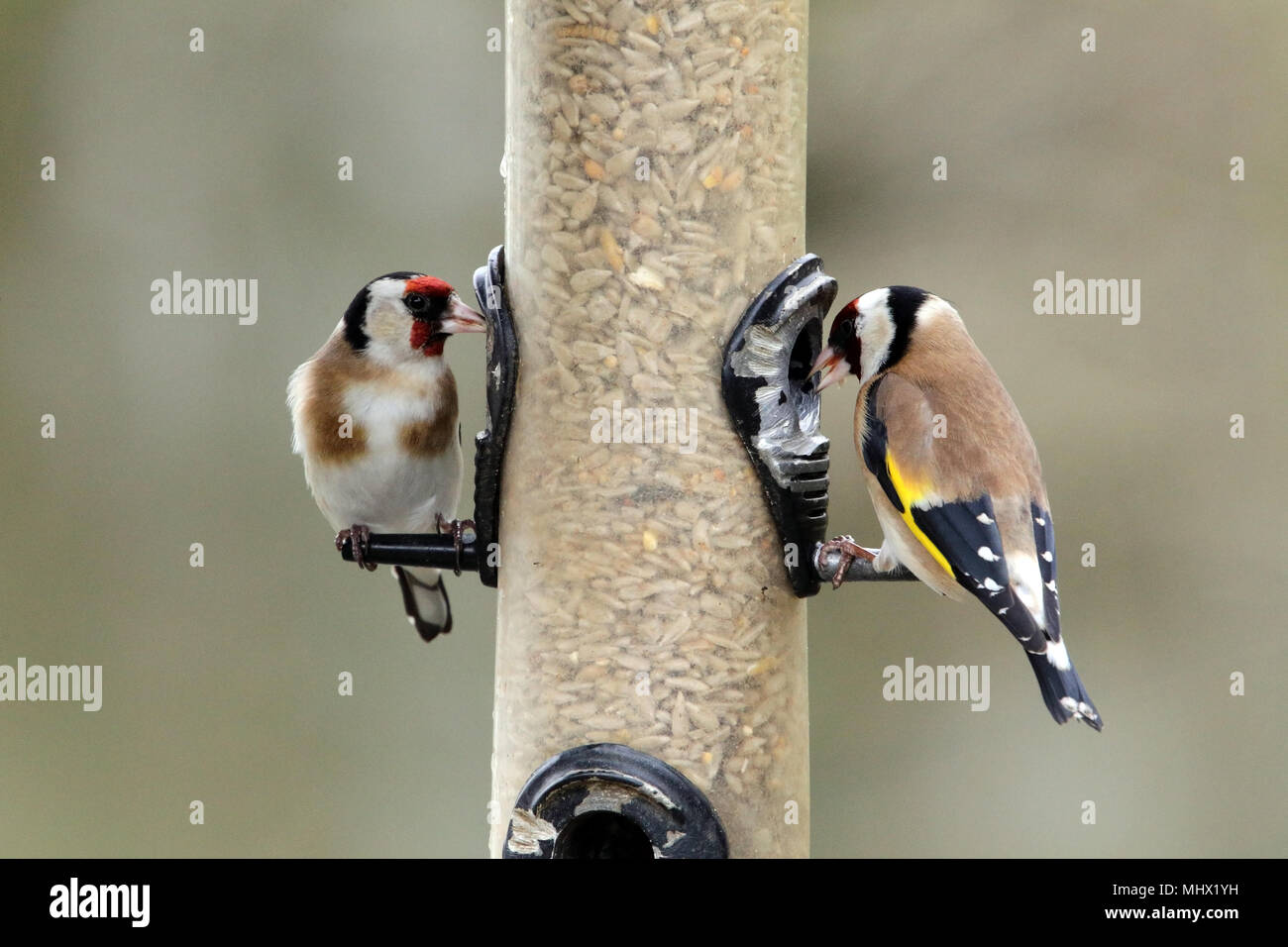 European chardonneret (Carduelis carduelis) se nourrissant dans une mangeoire à été Leys réserve naturelle, Northamptonshire, en Angleterre. Banque D'Images
