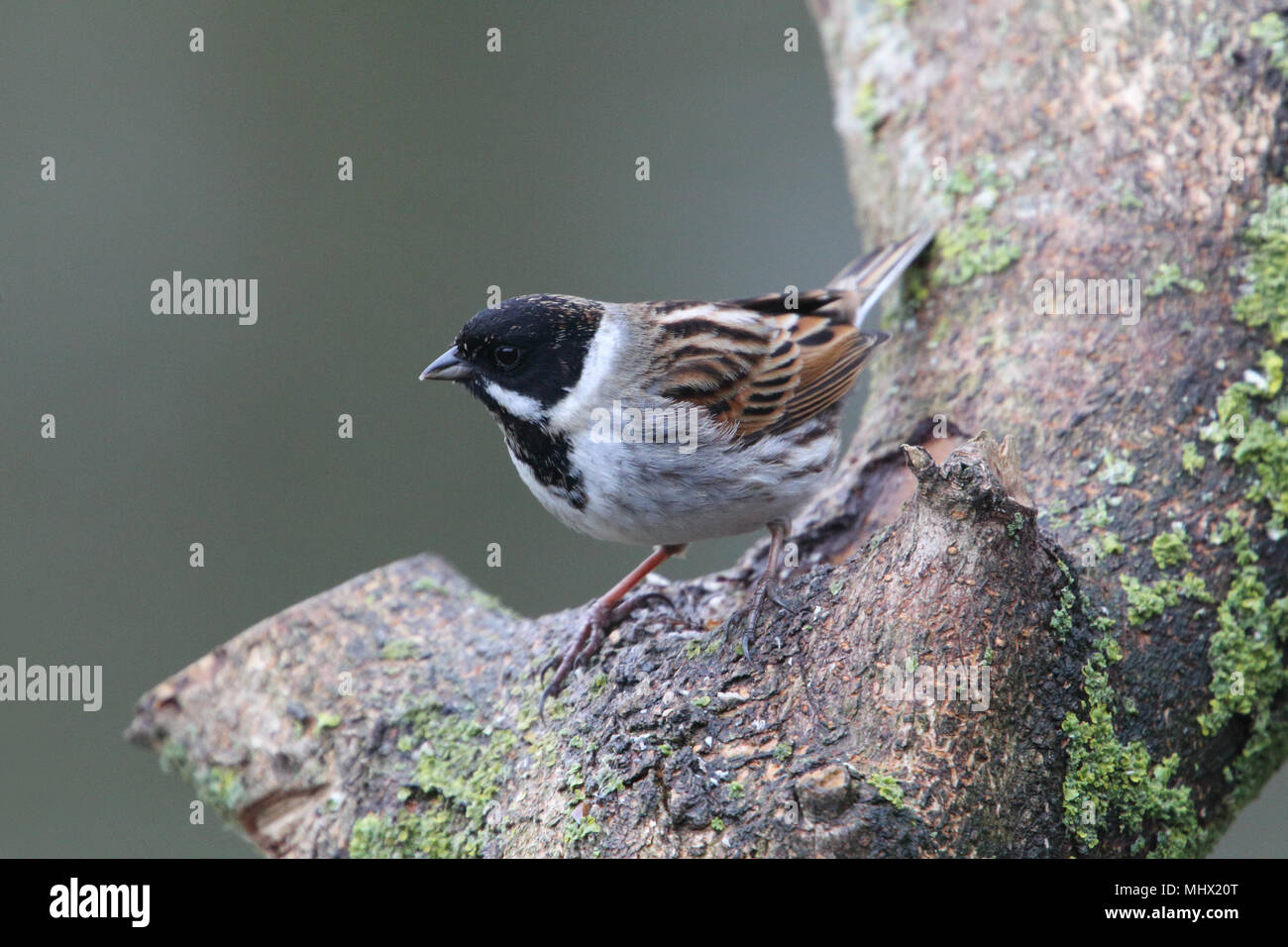 Roseau commun mâle (Emberiza schoeniclus) à été Leys nature reserve, Northamptonshire, Angleterre. Banque D'Images