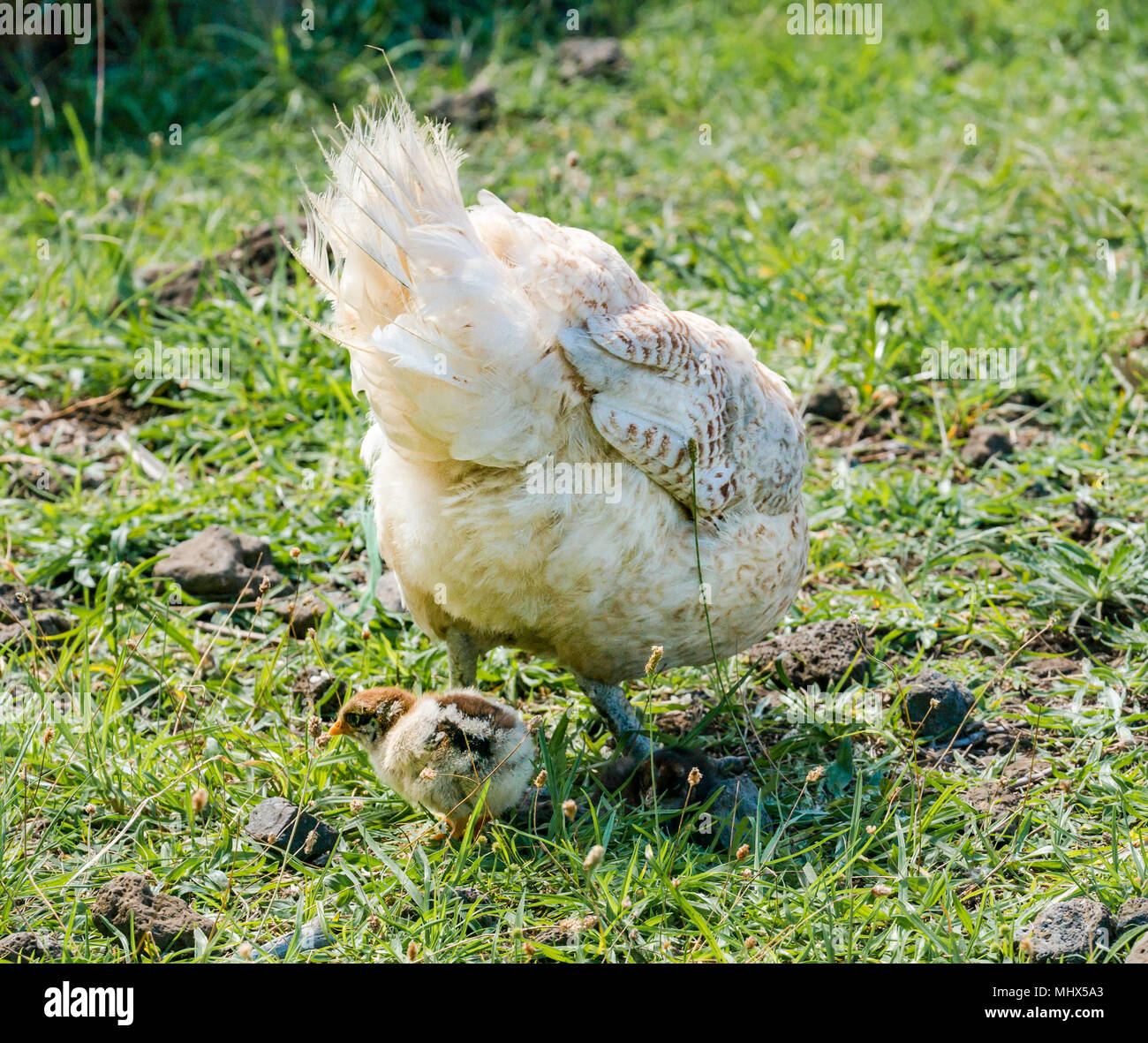 Les poulets de basse-cour intérieure, l'île de Pâques, Chili. Poulet femelle avec l'alimentation des poussins sur le terrain Banque D'Images