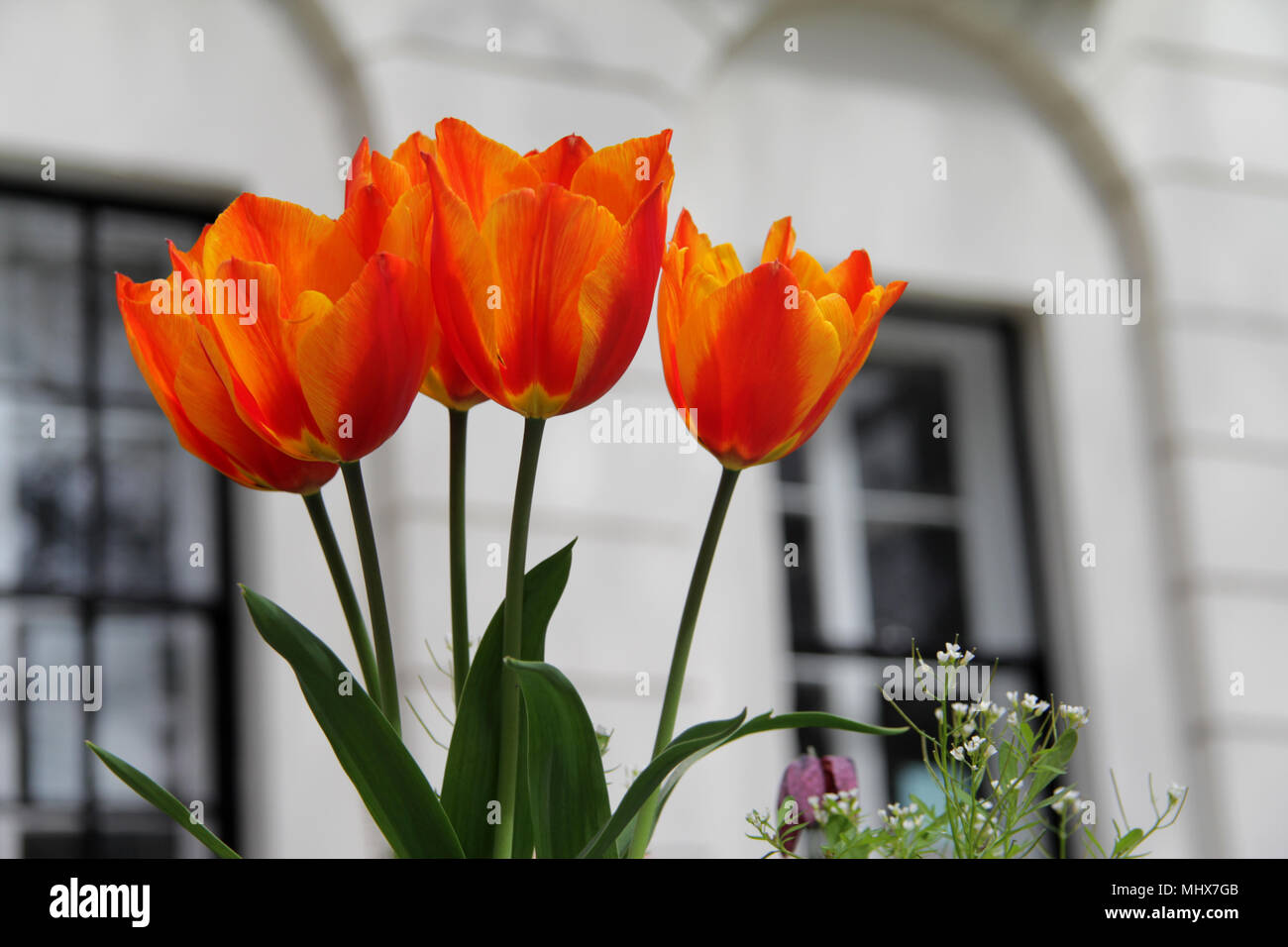Rouge, orange et jaune, la floraison des tulipes au printemps Banque D'Images