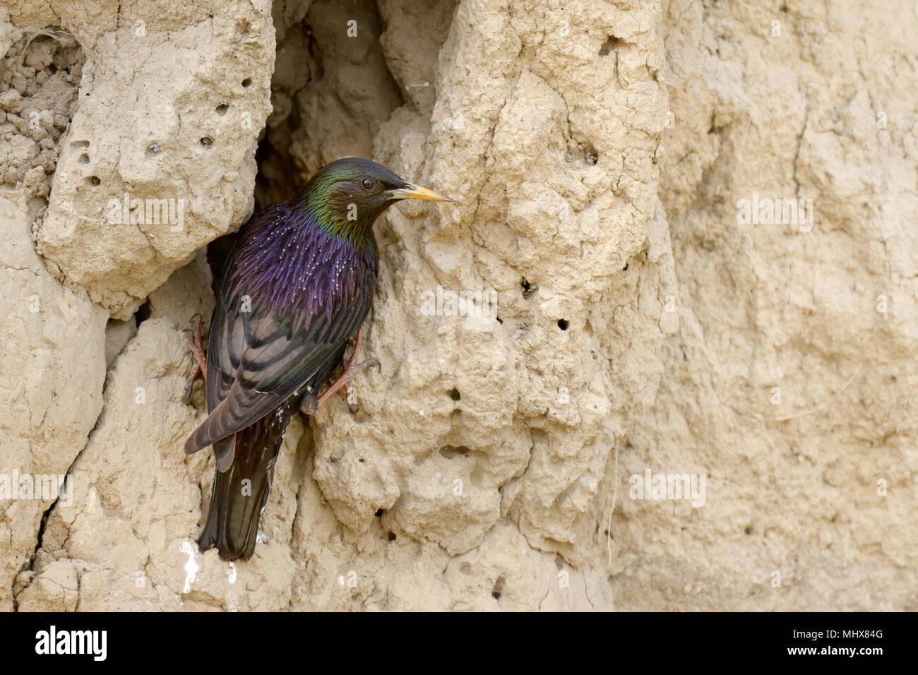 L'étourneau sansonnet (Sturnus vulgaris porphyronotus) près de nid, l'Asie centrale. Banque D'Images